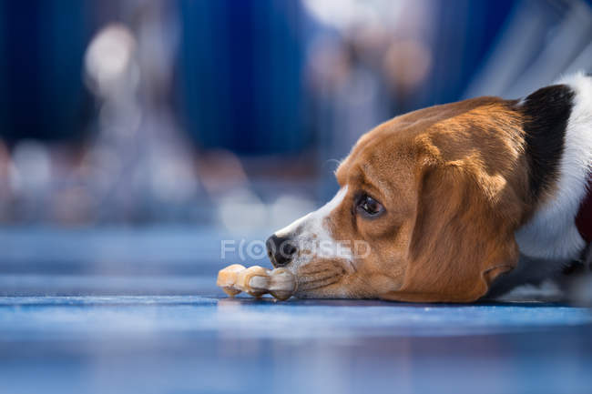Triste cão beagle com osso mastigar — Fotografia de Stock
