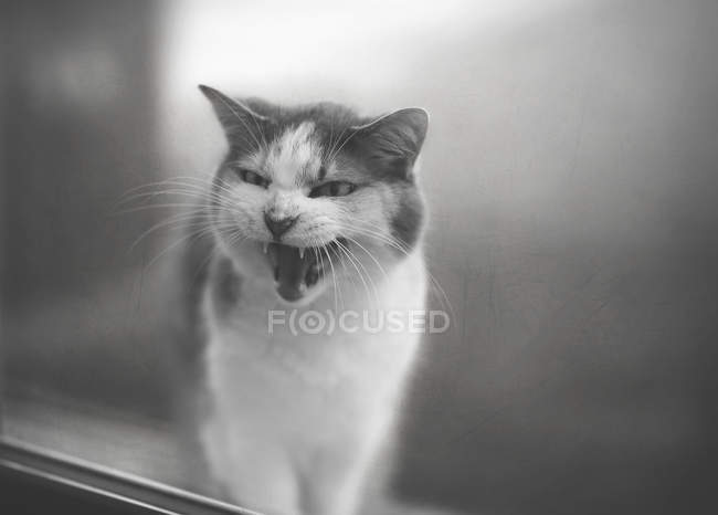 Portrait of meowing cat — Stock Photo