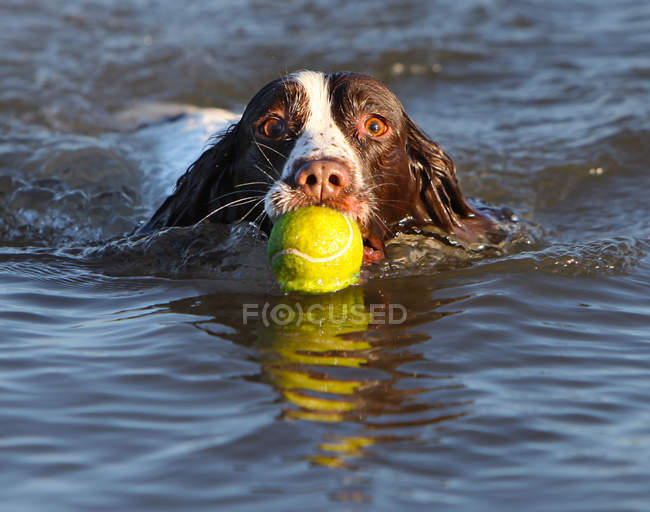 Собака приносит теннисный мяч — стоковое фото