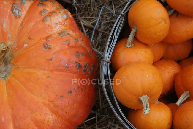 Abóbora grande e abóboras pequenas em cesta — Fotografia de Stock