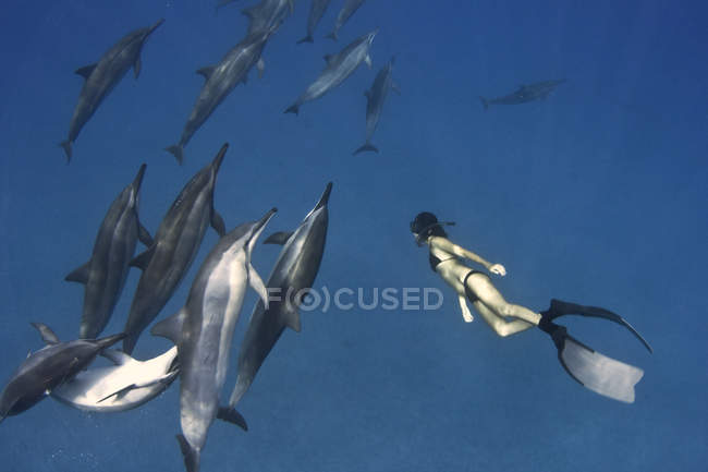 Hawaii, Free-diver observing dolphins — Stock Photo