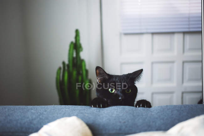 Кошка, выглядывающая через подлокотник дивана — стоковое фото