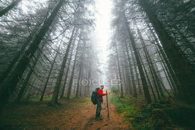 Caminante de pie en el sendero en el bosque - foto de stock
