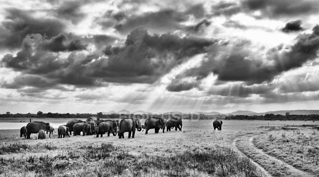 Elephants in Kaudulla National Park — Stock Photo