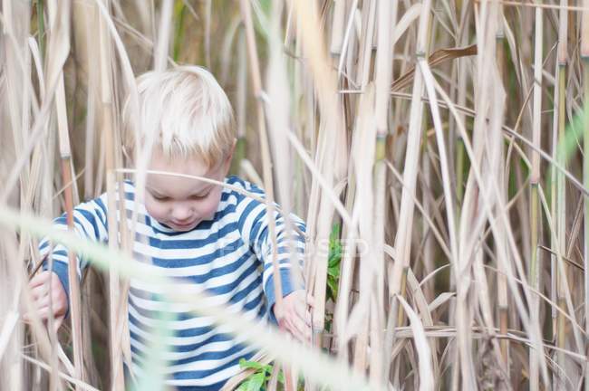 Мальчик на пшеничном поле — стоковое фото