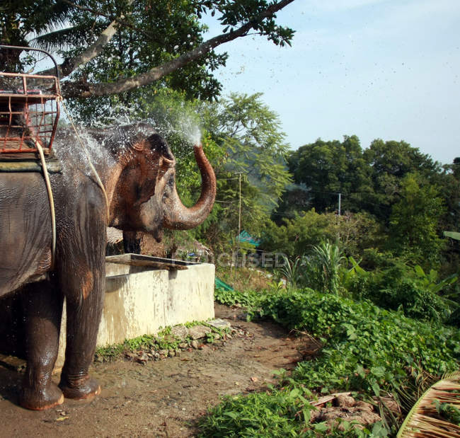 Elefante soprando água do tronco nas costas — Fotografia de Stock