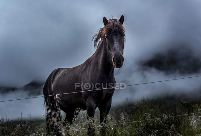 Чорний кінь у полі — стокове фото