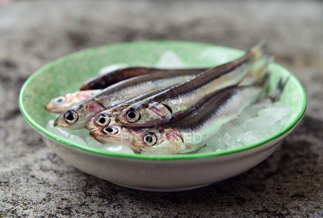 Anchovies on ice in plate — Stock Photo
