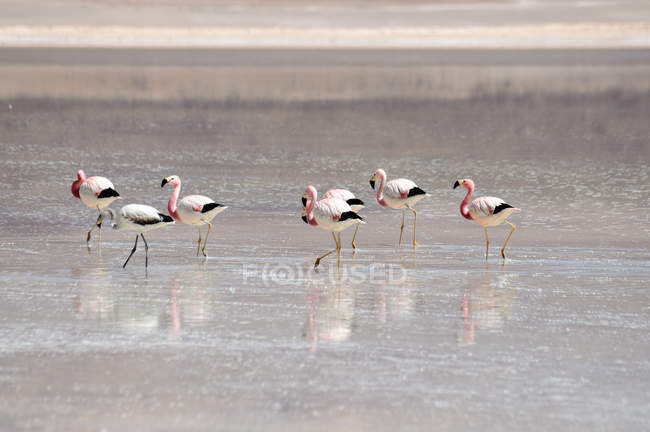 Flamingos in der Laguna blanca — Stockfoto
