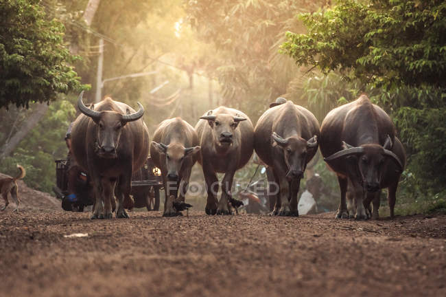 Buffalos andando na floresta — Fotografia de Stock