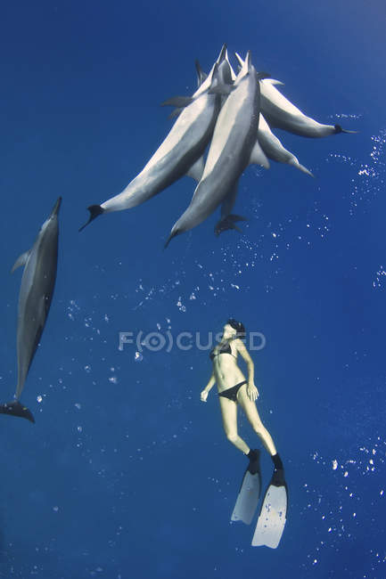 Гавайи, свободный ныряльщик, наблюдающий за дельфинами. — стоковое фото