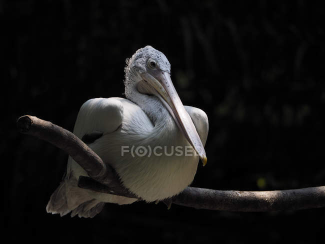 Пеликан сидит на ветке дерева — стоковое фото