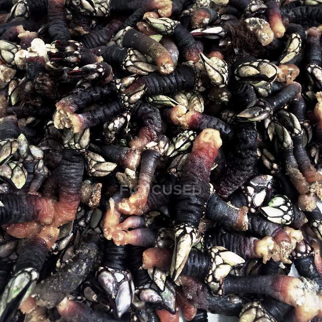 Vista di Goose barnacles — Foto stock