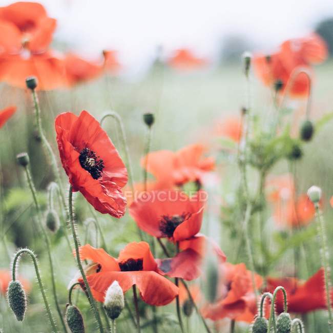 Poppies blossom in meadow — Stock Photo
