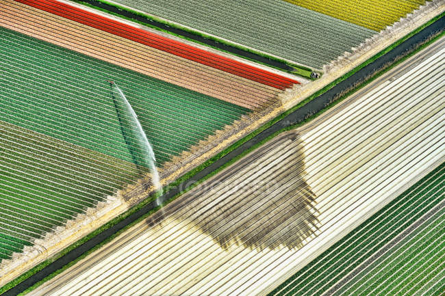Wasser sprühen auf Tulpenfeldern — Stockfoto
