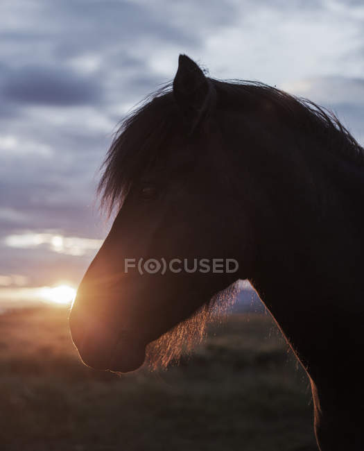 Tête de cheval au coucher du soleil — Photo de stock