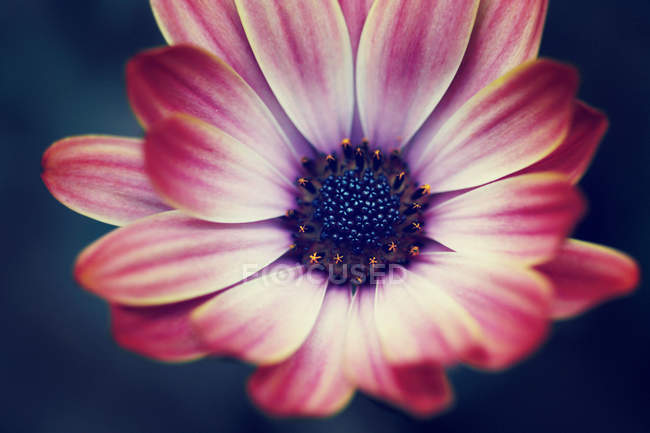 Alemanha, Close up de flor — Fotografia de Stock