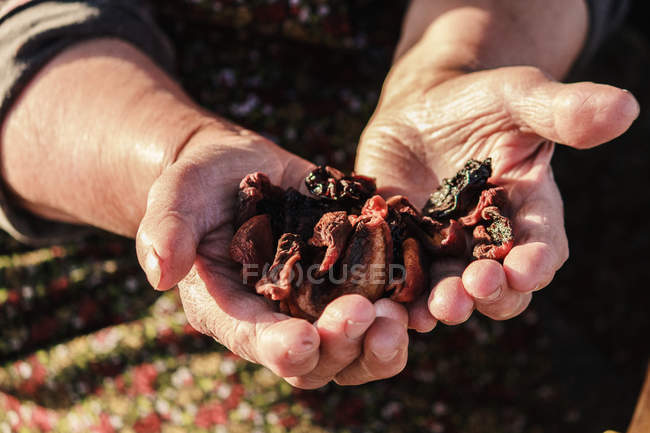 Hands holding dried fruit — Stock Photo