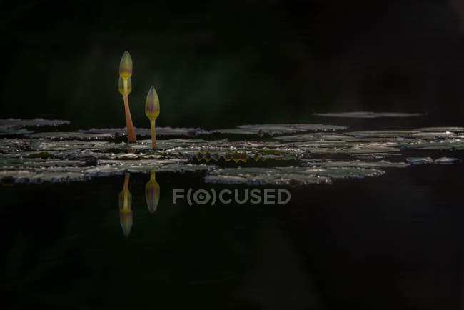 Две водяные лилии — стоковое фото