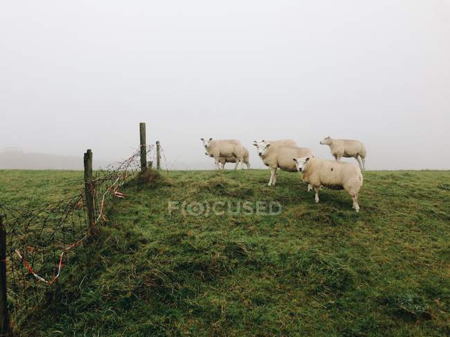 Pecore in piedi nel prato — Foto stock