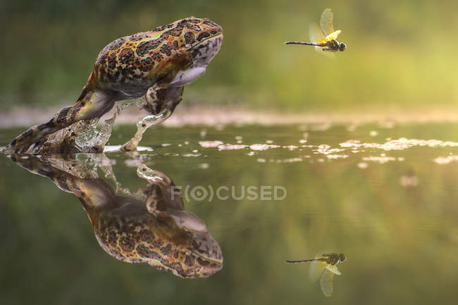 Frog chasing damselfly — Stock Photo