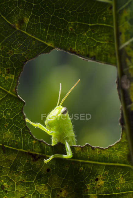 Closure up view of Grasshopper on leaf — стоковое фото