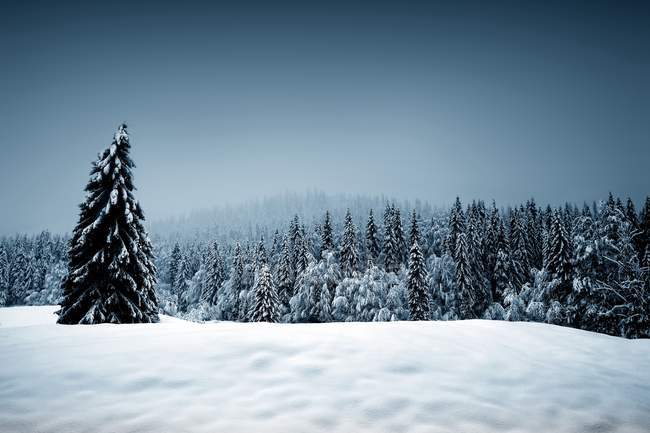 Parque Nacional del Jura en invierno - foto de stock