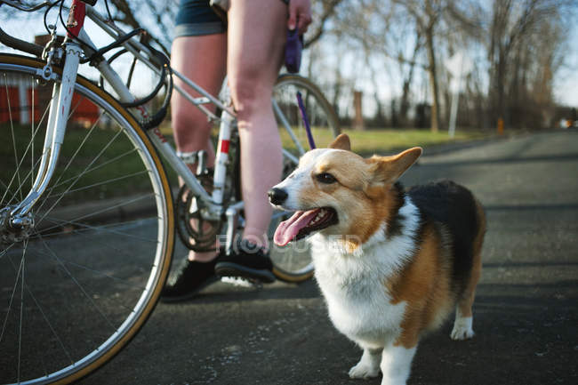 Pembroke Welsh Corgi standing by side of bicycle — Stock Photo