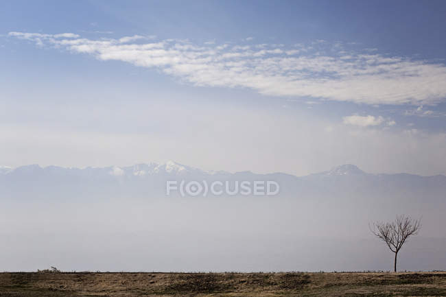 Albero singolo con montagne — Foto stock