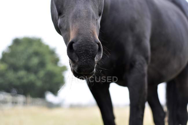 Porträt eines schwarzen Pferdes — Stockfoto