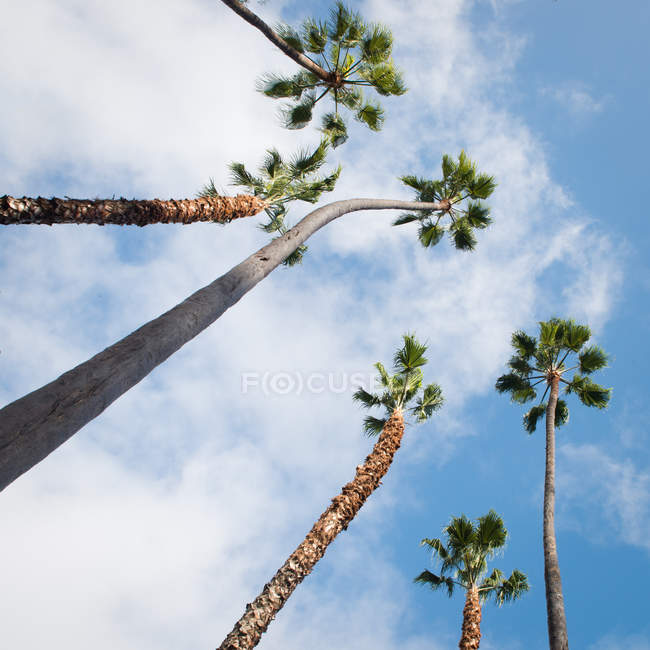 Palm trees sway overhead — Stock Photo
