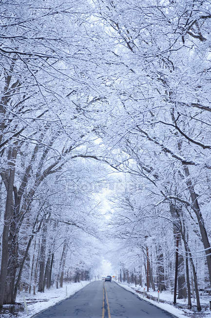 Camino con árboles cubiertos de nieve - foto de stock