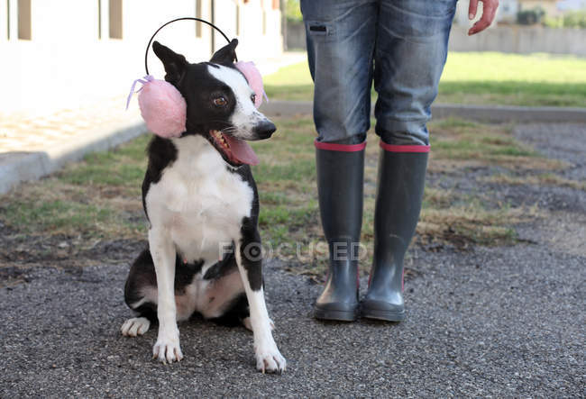 Cão vestindo earmuffs rosa — Fotografia de Stock