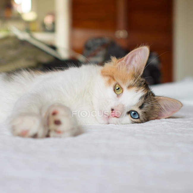 Katze liegt auf Bett — Stockfoto