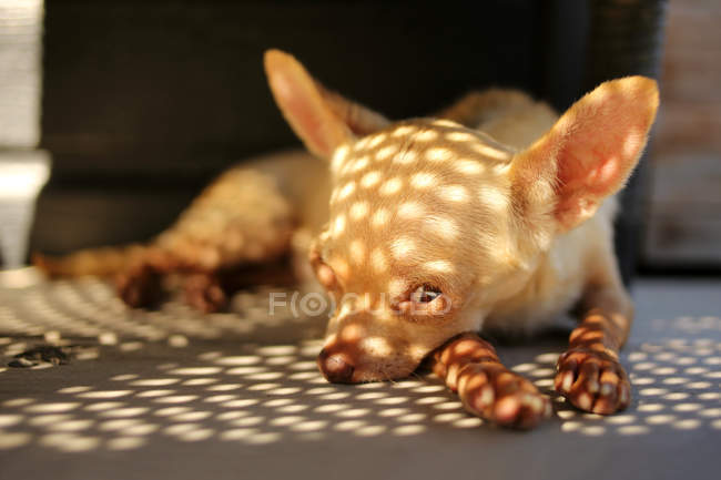 Chihuahua dog lying on floor — Stock Photo