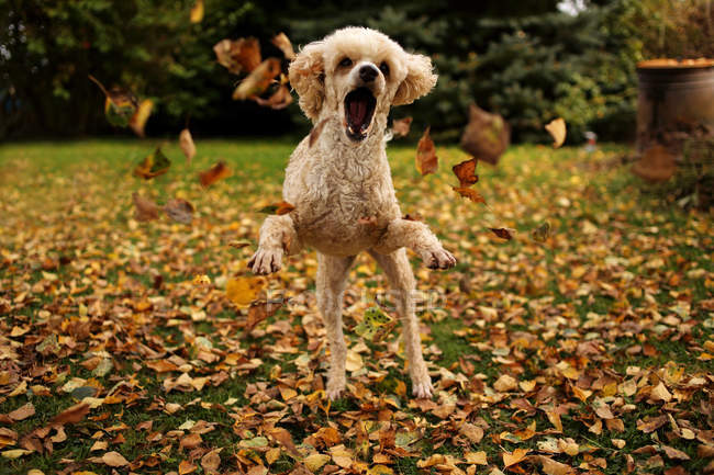 Пудель-собака играет с листьями — стоковое фото