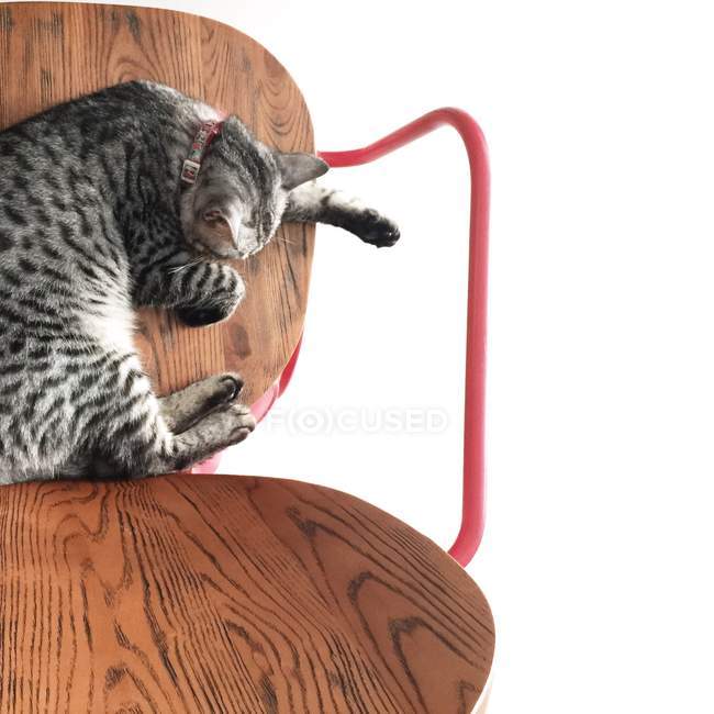 Cat sleeping on a wooden chair — Stock Photo