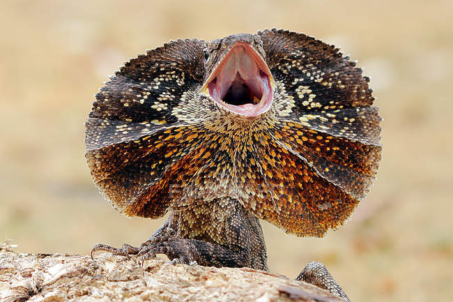 Angry frilled-neck lizard â Stock Photo