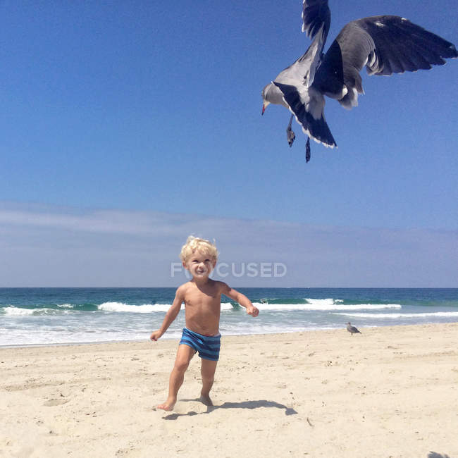 Мальчик гонится за чайкой на пляже — стоковое фото