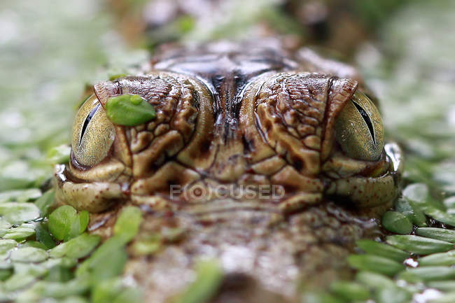 Coccodrillo caimano in acqua — Foto stock