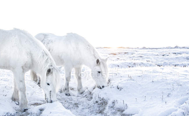 Cavalos à procura de grama sob a neve — Fotografia de Stock