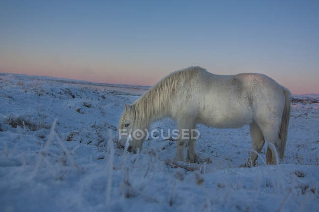 Horse looking for grass under the snow — Stock Photo