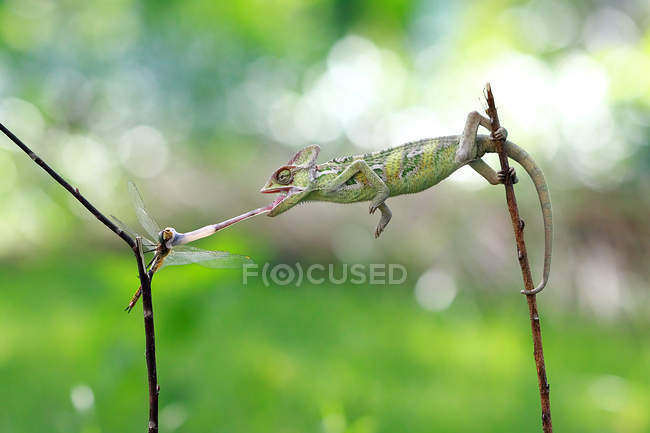 Chameleon catturato una libellula — Foto stock