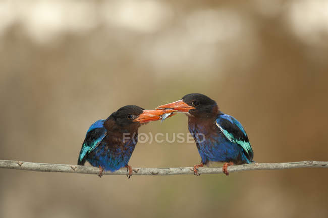 Birds passing a fish in beak — Stock Photo