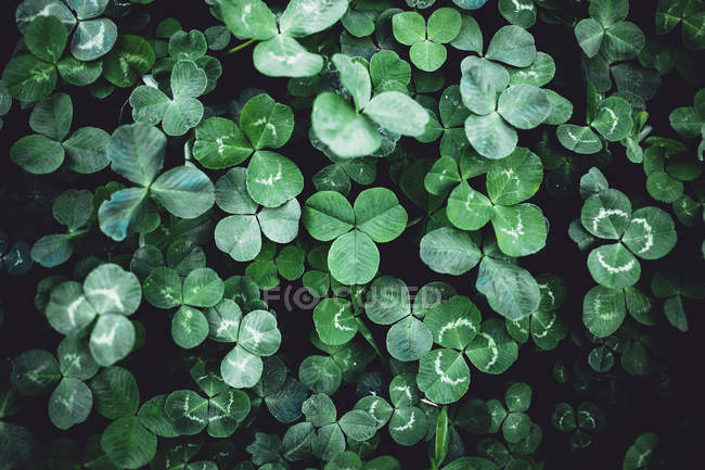 Зелёный клевер — стоковое фото