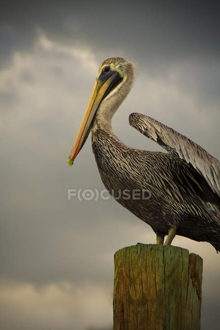 Pelican standing on wooden post — Stock Photo
