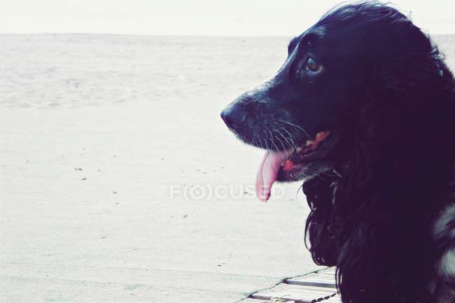 Portrait of a dog at the beach — Stock Photo