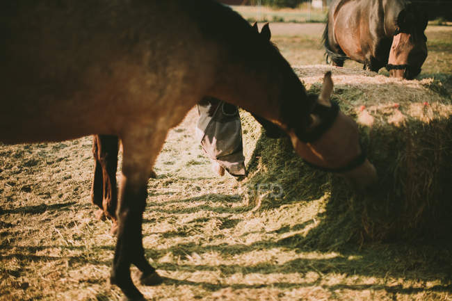 Horses feeding on a farm — Stock Photo