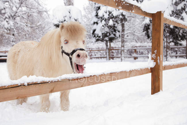 Lustiges Pony leckt Schneezäune — Stockfoto