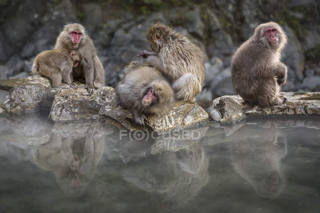 Los monos se calientan en aguas termales - foto de stock